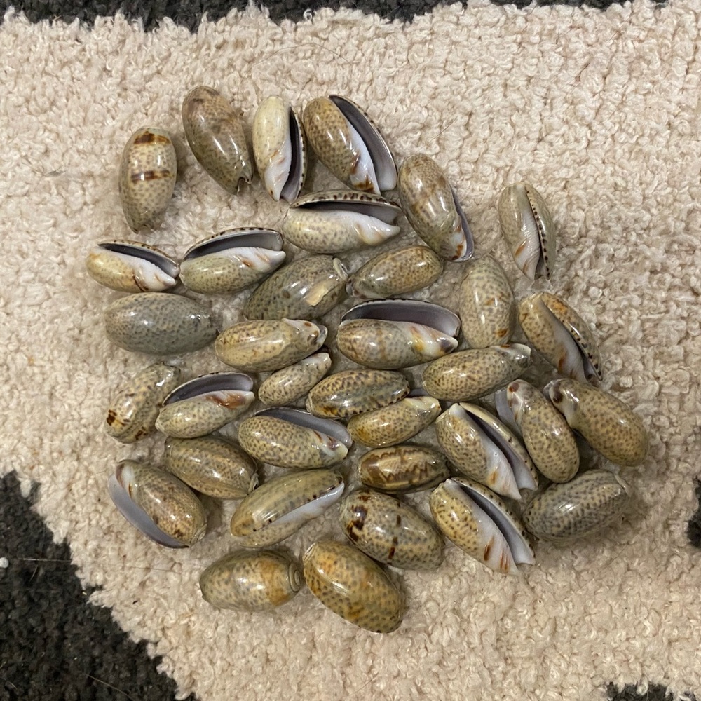 Shells for crafting or decoration